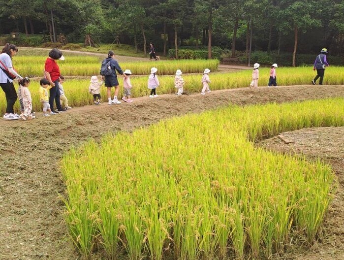 강동구, 도심 속 가을 추수 체험으로...
