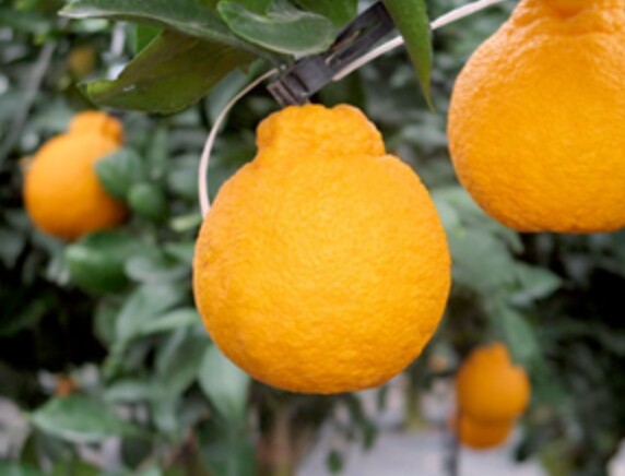 농촌진흥청, 국산 감귤 