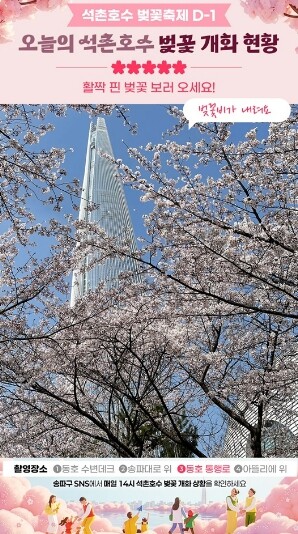 석촌호수 벚꽃 지금은?…송파구, 벚꽃...