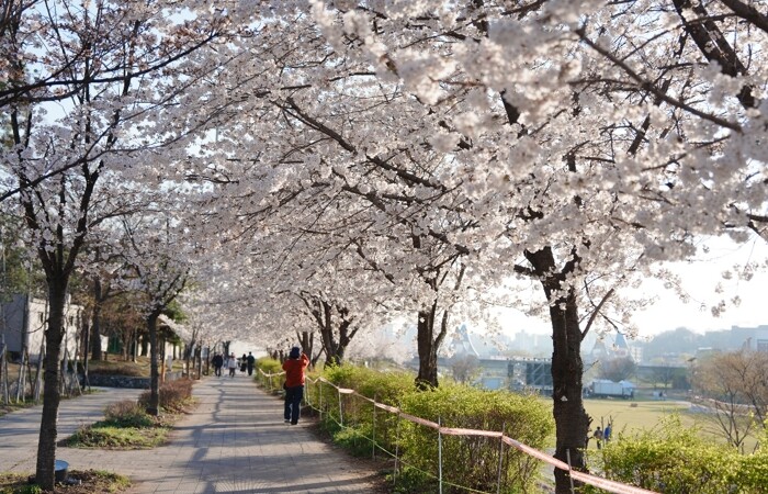 오산천 벚꽃축제 성료…봄밤 수놓은 빛...